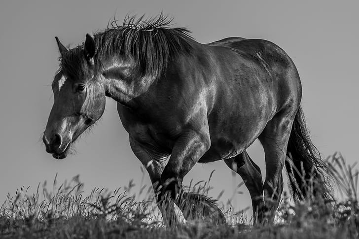 animal grayscale photography of horse, Power..  animal, rural, HD wallpaper