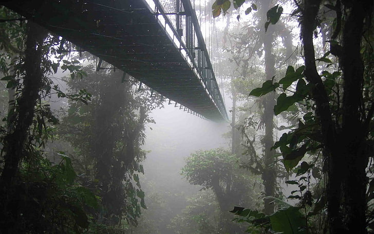 black metal bridge, landscape, nature, mist, forest, Costa Rica, HD wallpaper