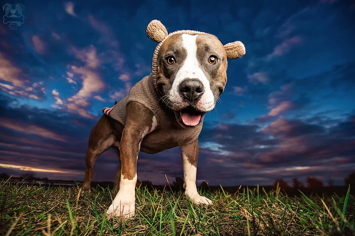 adult tan and white American pit bull terrier, the sky, face