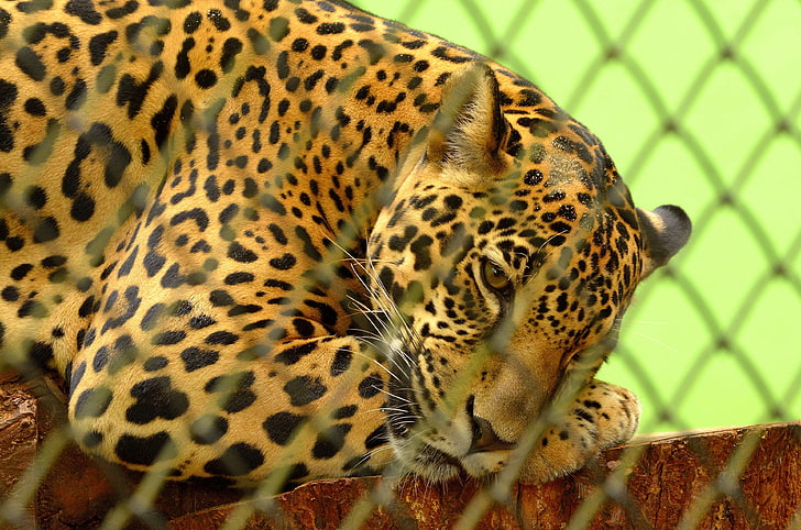 animal, cat, close up, exotic, fence, fur, hunter, leopard, HD wallpaper