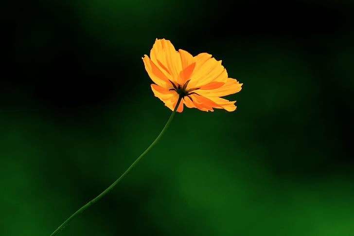 closeup photography of yellow cosmos flower, cosmos sulphureus, cosmos sulphureus