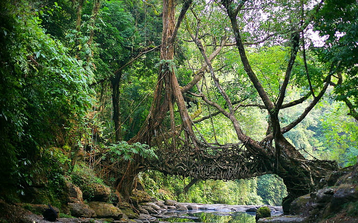 Nature, India, Bridge, River, Roots, Trees, Jungles, forest stream, HD wallpaper