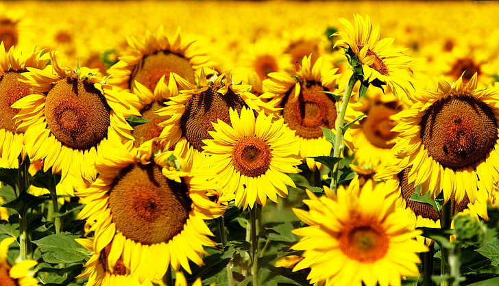 Sunflowers, 8k, field, 5k, 4k, yellow