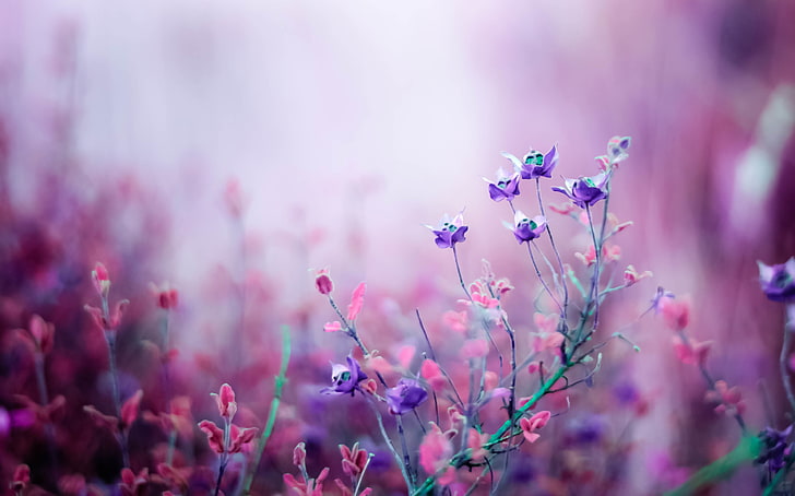 assorted flowers, macro, nature, pink, field, lilac, bokeh, purple, HD wallpaper
