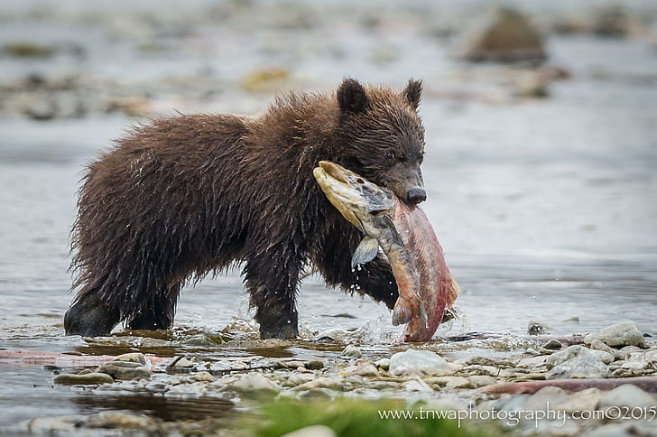 photography, nature, animals, bears, salmon