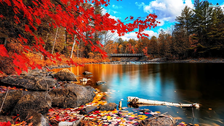 maple tree, fall, leaves, nature, landscape, river, autumn, beauty in nature, HD wallpaper