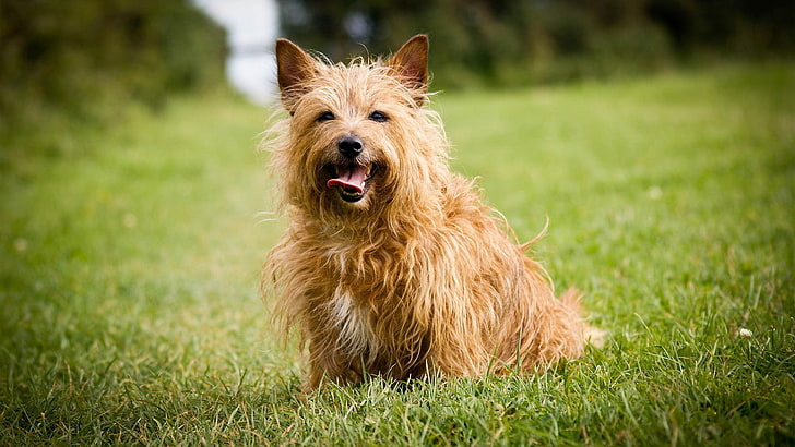 adult brown cairn terrier, dog, grass, animals, one animal, canine