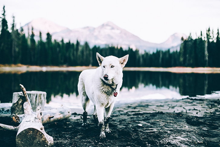 Siberian Husky, pond, landscape, animals, water, one animal