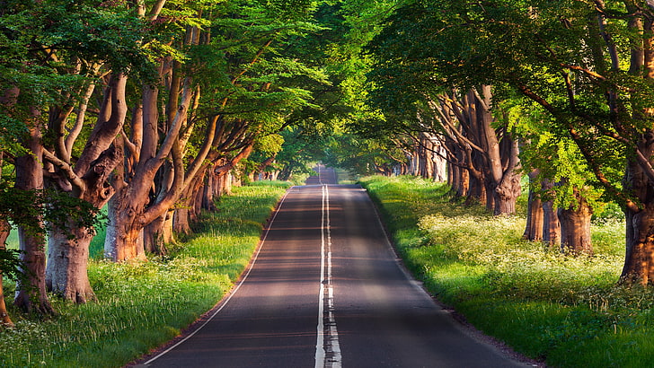 asphalt road, trees, plant, direction, the way forward, diminishing perspective, HD wallpaper