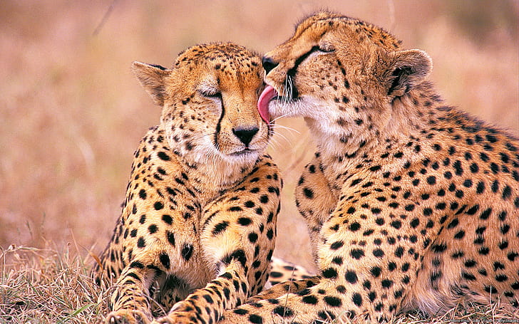South African Cheetahs, two cheetah, HD wallpaper
