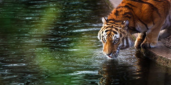 HD wallpaper: tiger, 4k, animals, reflection, water, animal themes, one  animal | Wallpaper Flare