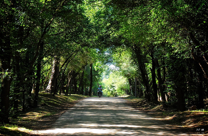 photographer uruguay path arbres forest, tree, plant, direction, HD wallpaper
