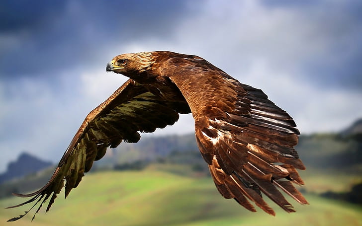 eagle, animals, birds, HD wallpaper