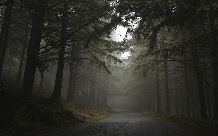 road in between trees during cloudy day, nature, landscape, mist