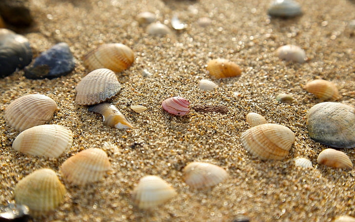 sand, seashells, nature, land, beach, animal wildlife, animal shell, HD wallpaper