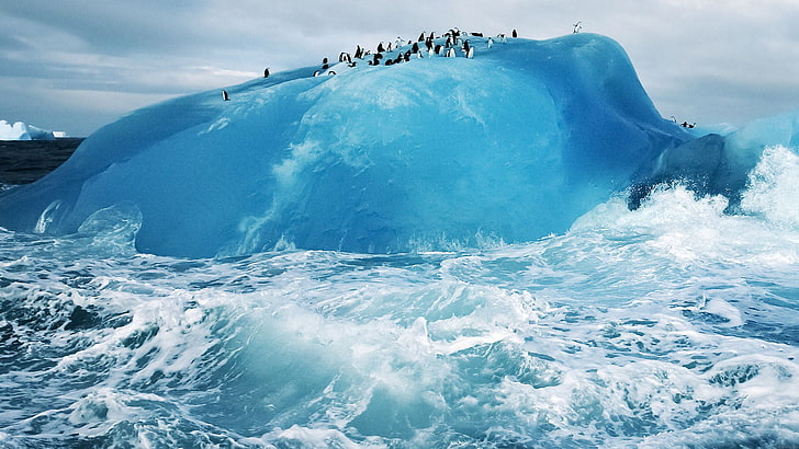 sea wave, ice, penguins, nature, iceberg, animals, birds, water