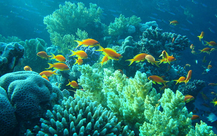 Yellow fish in the sea, school of orange fishes, animals, 2880x1800
