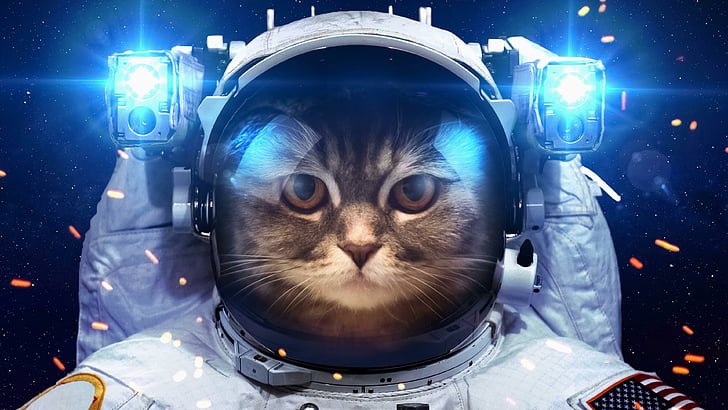 cat, funny, spacesuit, light, HD wallpaper