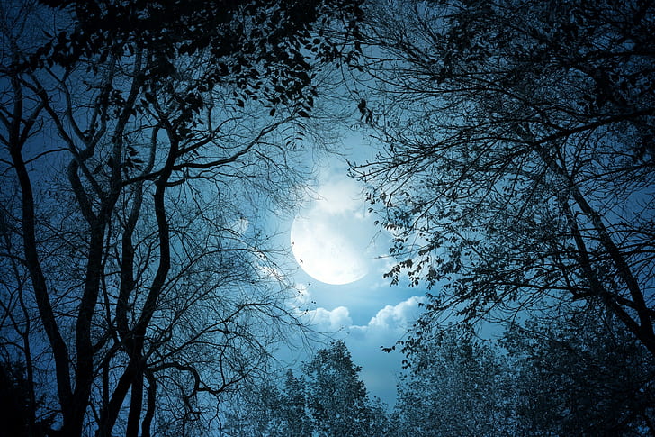 fantasy art, trees, forest, Moon, night, clouds, dark, moonlight, HD wallpaper