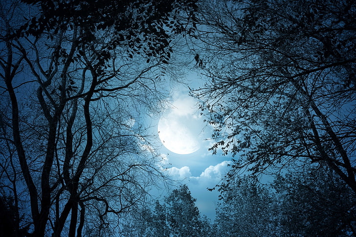forest, moonlight, night, trees, fantasy art, clouds, dark, HD wallpaper