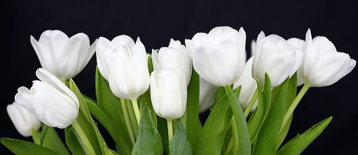 white tulips wallpaper hd