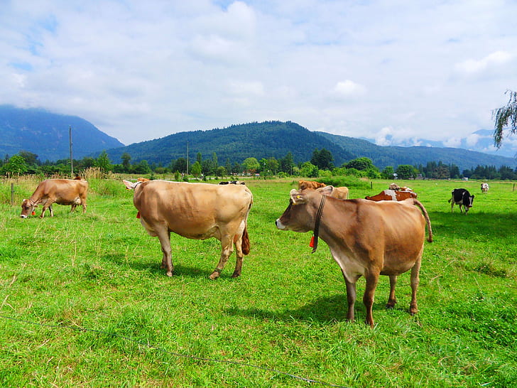 brown cattles on grass field during daytime, cows, cows, farm animals