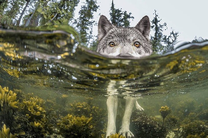 adult white and gray Siberian husky, wolf, nature, water, lake