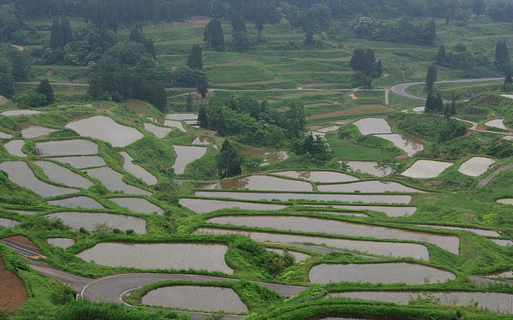rice fields, water, trees, herbs, grass, top view, agriculture