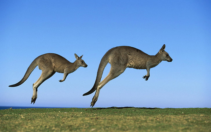 Kangaroos, two gray kangaroos, Animals, Other, amazing animals wallpapers, HD wallpaper