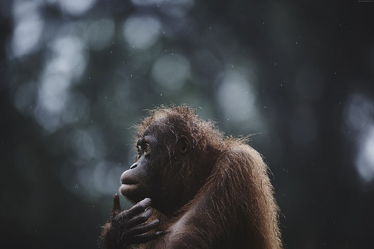 National Geographic Traveler Photo Contest, wildlife, Orangutan, HD wallpaper