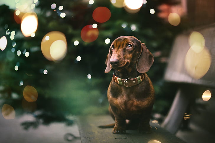 HD wallpaper: dachshund, one animal, pets, domestic, animal themes ...