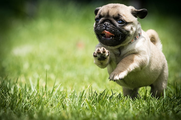 HD wallpaper: fawn pug puppy, grass, dog, running, walk, canine, one animal  | Wallpaper Flare