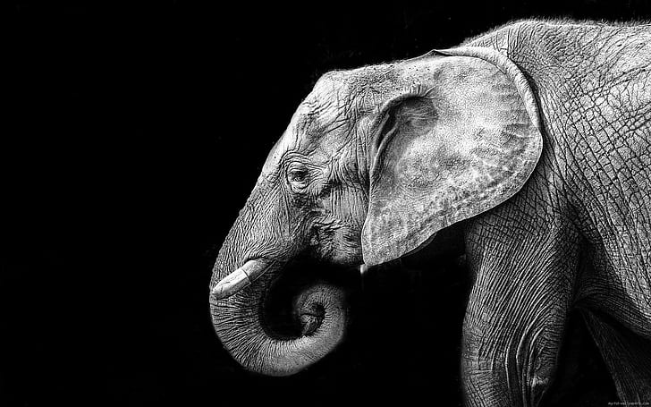 Elephant in black and white, elephant photo, animal, grey, HD wallpaper