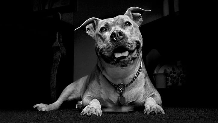 Always Happy To See You, pit bull, strong, playful, loyal, beautiful, HD wallpaper