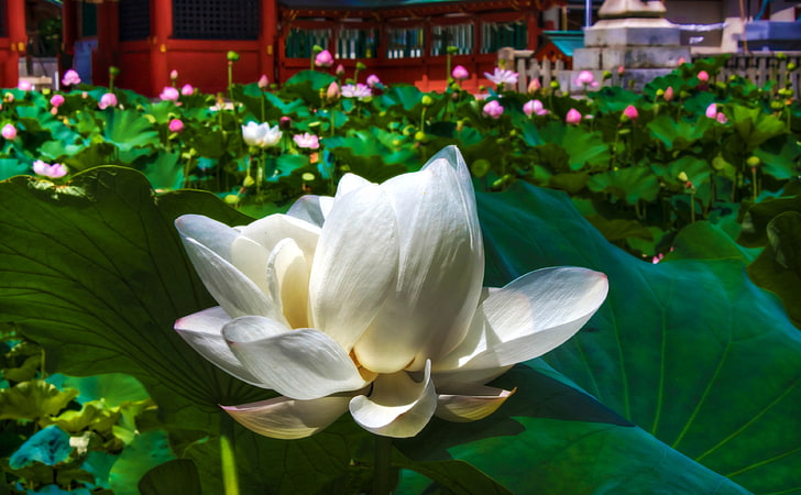 White Lotus, white flower, Nature, Flowers, Photoshop, Photography, HD wallpaper