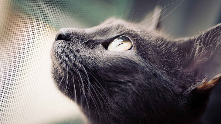 black cat, close-up photography of short-fur black cat, eyes