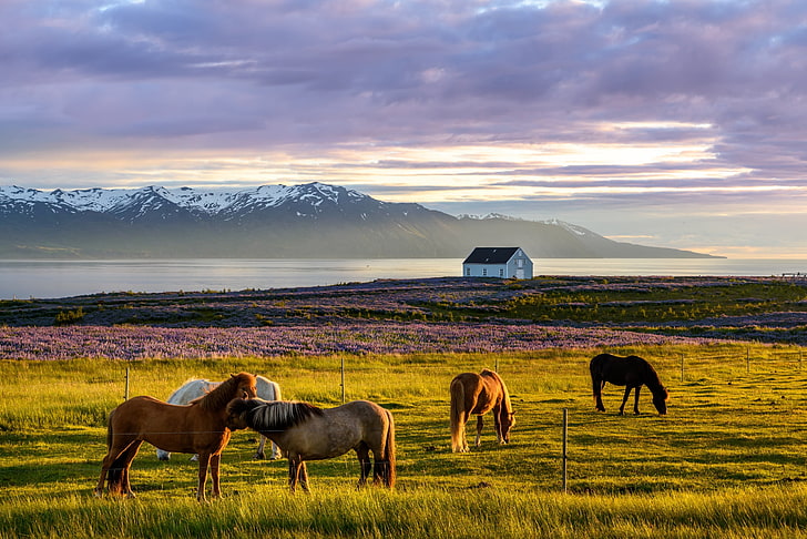 brown wooden framed wall decor, Iceland, nature, horse, sky, landscape
