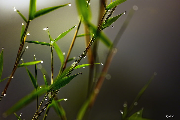 green leafed plants, grass, dew, close-up, nature, drop, green Color, HD wallpaper