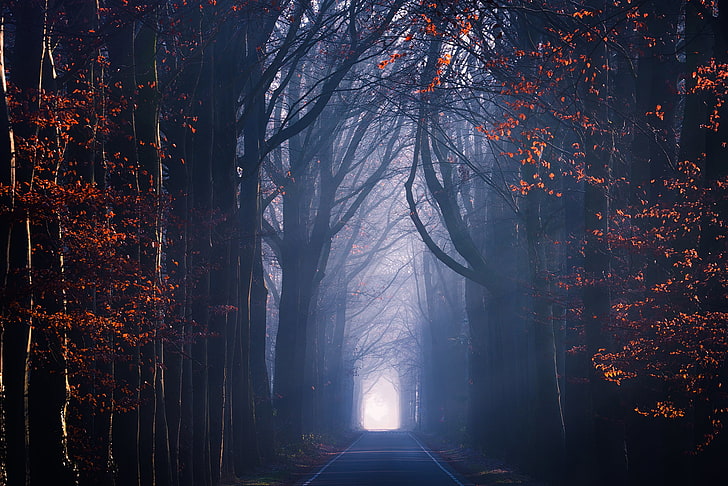 brown leafed trees, seasons, road, fall, mist, forest, nature