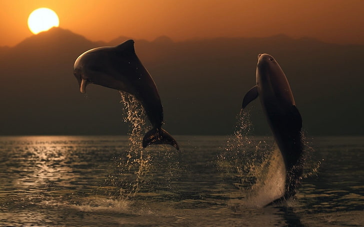 two gray dolphins, animals, sea, sunset, water, animal themes, HD wallpaper