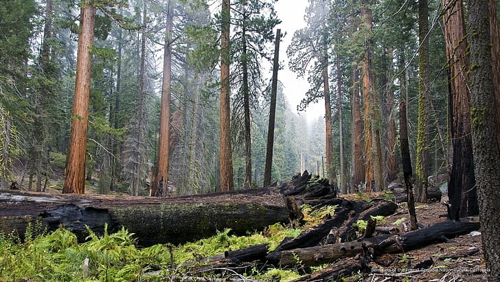 Sentinels of the Forest, Sequoia National Park, California, National Parks, HD wallpaper