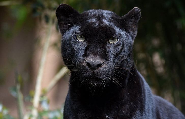 Cats, Black Panther, Big Cat, Stare, Wildlife, predator (Animal)