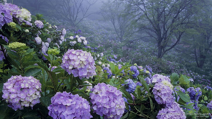 Hydrangea of Minoyama Park, Minano, Saitama, Japan, Spring/Summer, HD wallpaper