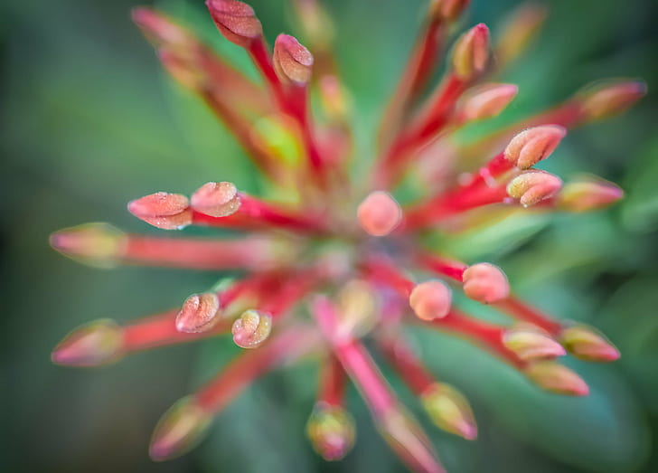 selective focus photography of red pistils, Floral, Fireworks
