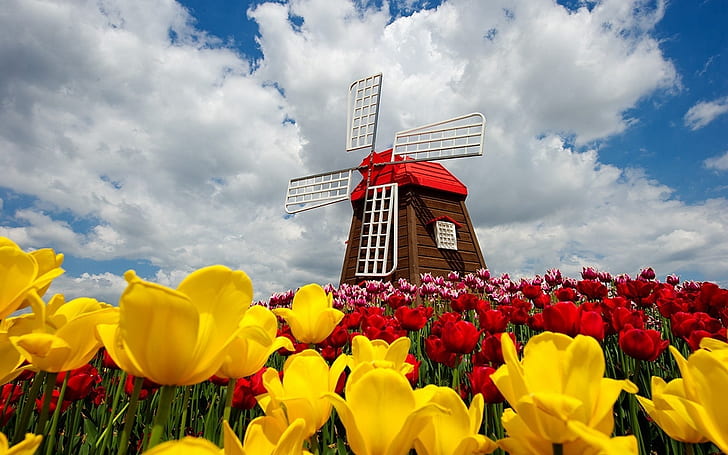 Colorful Tulips Field, brown and red windmill; yellow petaled flowers; red petaled flowers