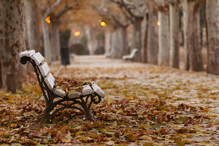 Fall, Park, Bench, Leaves, white wooden bench, HD wallpaper