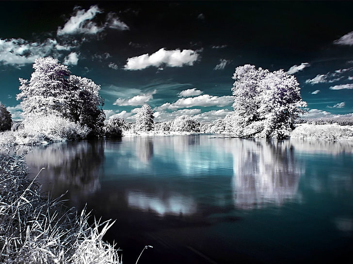 body of water, winter, tree, reflection, plant, beauty in nature