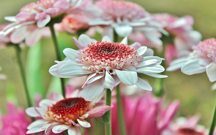 Pink Gerbera Daisy, petals