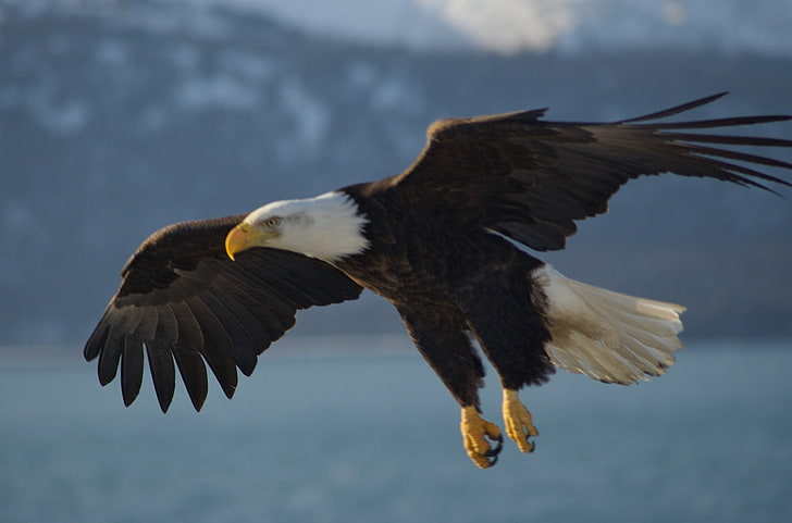 HD wallpaper: eagle beautiful desktop, bird, animals in the wild, animal  wildlife | Wallpaper Flare