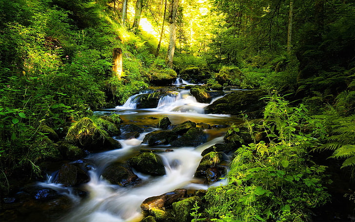 Mountain stream rocks moss green pine forest and green vegetation, fern-HD Desktop Backgrounds free download, Fern Hd Desktop Backgrounds Free Download